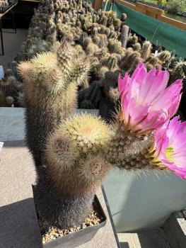 Echinocereus websterianus